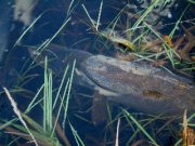 Busy calendar at Inniscarra Lake with lots of opportunities for coarse anglers