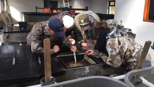 Erasmus stream sampling