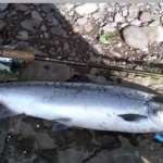 lee salmon