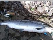 Bass all round for Cork Harbour anglers
