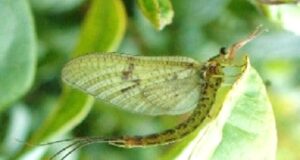 Male mayfly