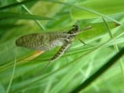 Irish Angling Update – 31 May 2018