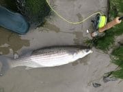 Mullet on fly to start the year for Cork anglers mullet