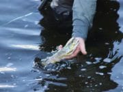 Bride fishing well for local anglers