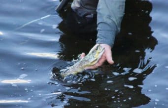 Bride fishing well for local anglers