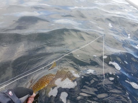 Peter Matthison releasing his fish  #cprsavesfish
