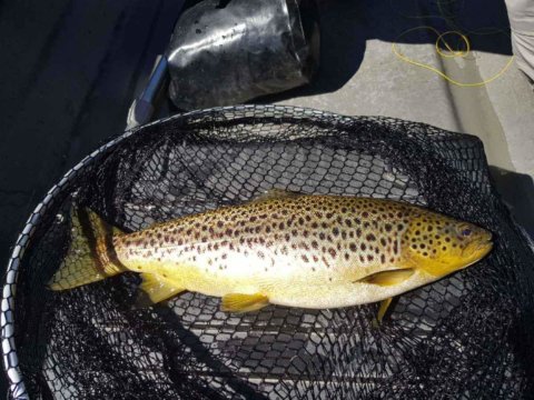 Another beauty for Larry's guests at Corrib View Lodge  #cprsavesfish