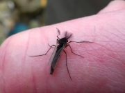 Lough Sheelin’s elusive Duck fly