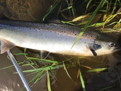 slamon catch and release