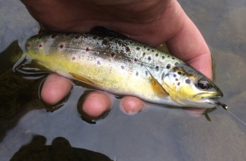 trout