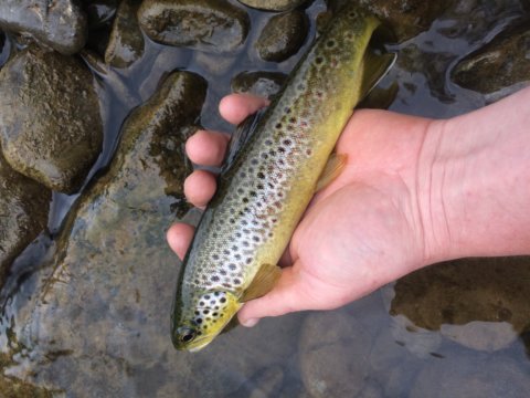 trout