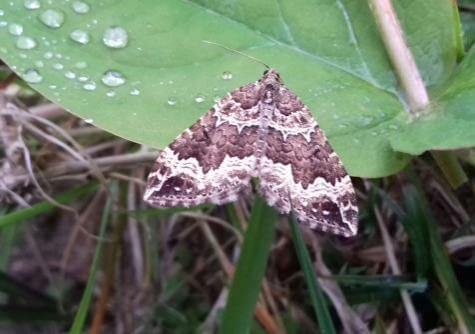 Lough Sheelin’s water carpet moth