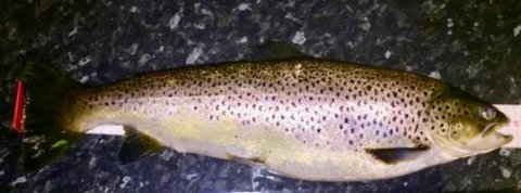 A 56.5cm 5lb trout caught by Brendan Glass on a Murrough, May 29th