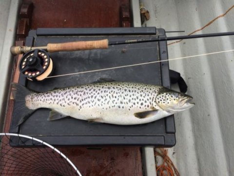 Cian Murtagh’s Sheelin trout caught on a wet Yellow Partridge