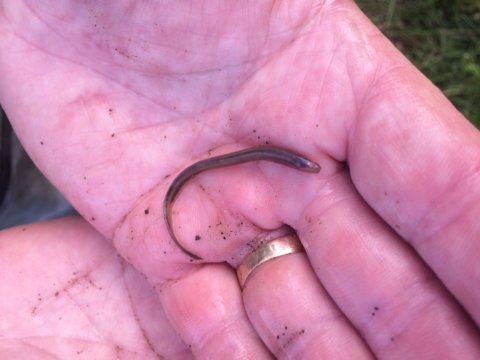 lamprey