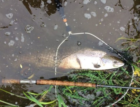 River Nore catch and release