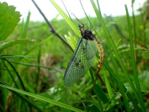 mayfly on grass