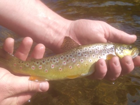 trout