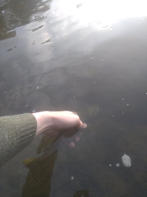 trout