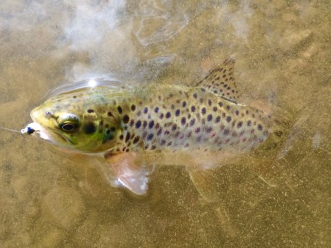 trout