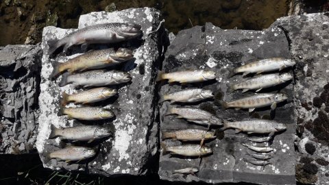 Salmon and Trout killed in the Ollatrim River
