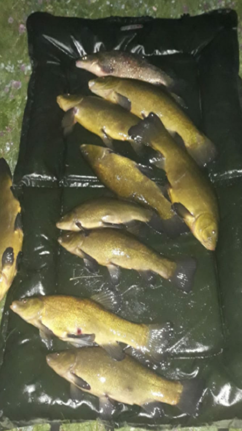 With the weather conditions cooling-off loads of tench are being caught around the midlands on both canal and river on corn ,maggot and worm