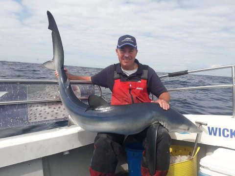 blue shark