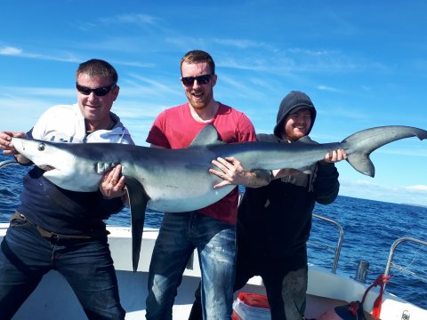 Alan Dartnel caught this blue shark estimated at 100lbs