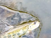Lunch time trout on the Nore Nore trout