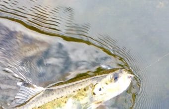 Lunch time trout on the Nore Nore trout