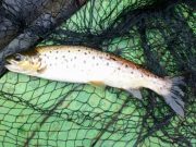 Catches improve on Currane, sea trout and salmon Trout