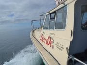 Some unusual fish sighted in Cork Harbour recently