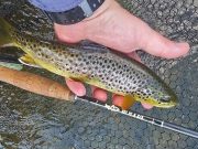 Fantastic fishing reported in Donegal shore angling league