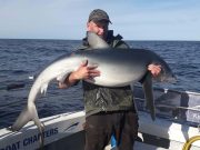 Big tope huss and hounds off Wicklow, specimens blues from Kilmore Quay