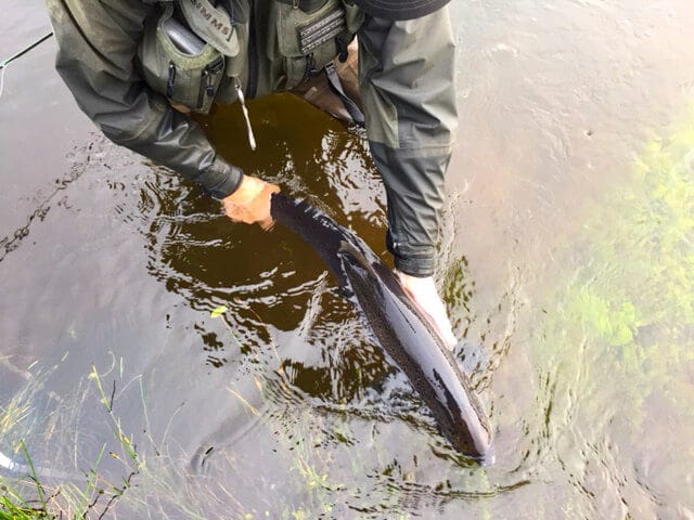 Michael Parry's 11.5lbs wild salmon being released, 26 September 2018. #CPRsavesfish
