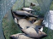 Good canal fishing at Tullamore coarse fishing