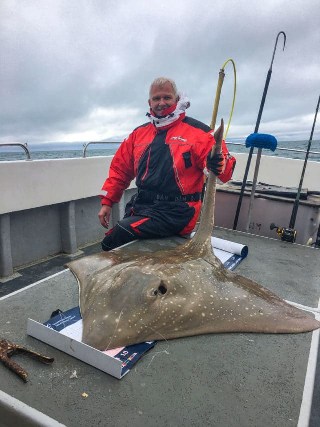 A fine Common Skate