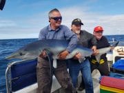 Steady fishing and bigger sharks at Clonakilty