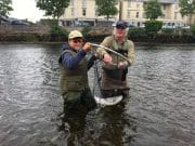 Bumper Week On The Moy.