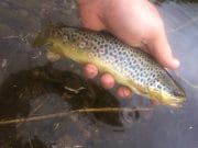 Nore fishing well now that river is cooling down