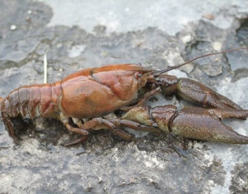 New crayfish legislation to strengthen measures to protect native white-clawed crayfish