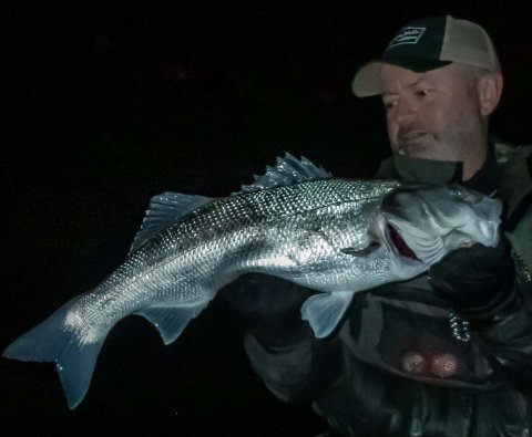 bass