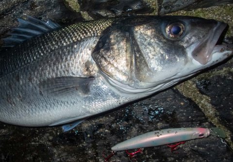 bass