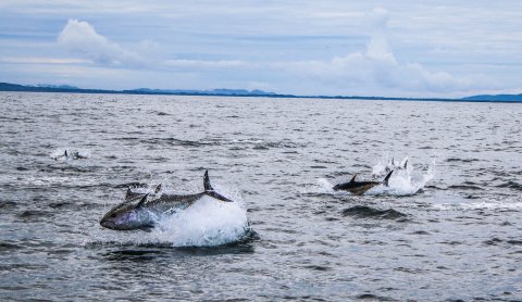 Bluefin Tuna, Donegal Bay. Photo courtesy of David Morrissey.