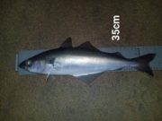 Flounder and coleys for Killybegs Mariners at Mullaghmore