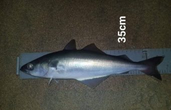 Flounder and coleys for Killybegs Mariners at Mullaghmore