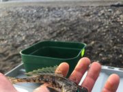 South Shore Anglers fish for Heart Children Ireland