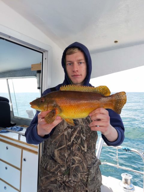 wrasse