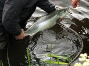 Salmon Angling Regulations for 2020 published salmon