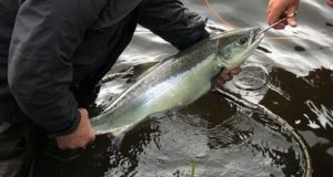 salmon